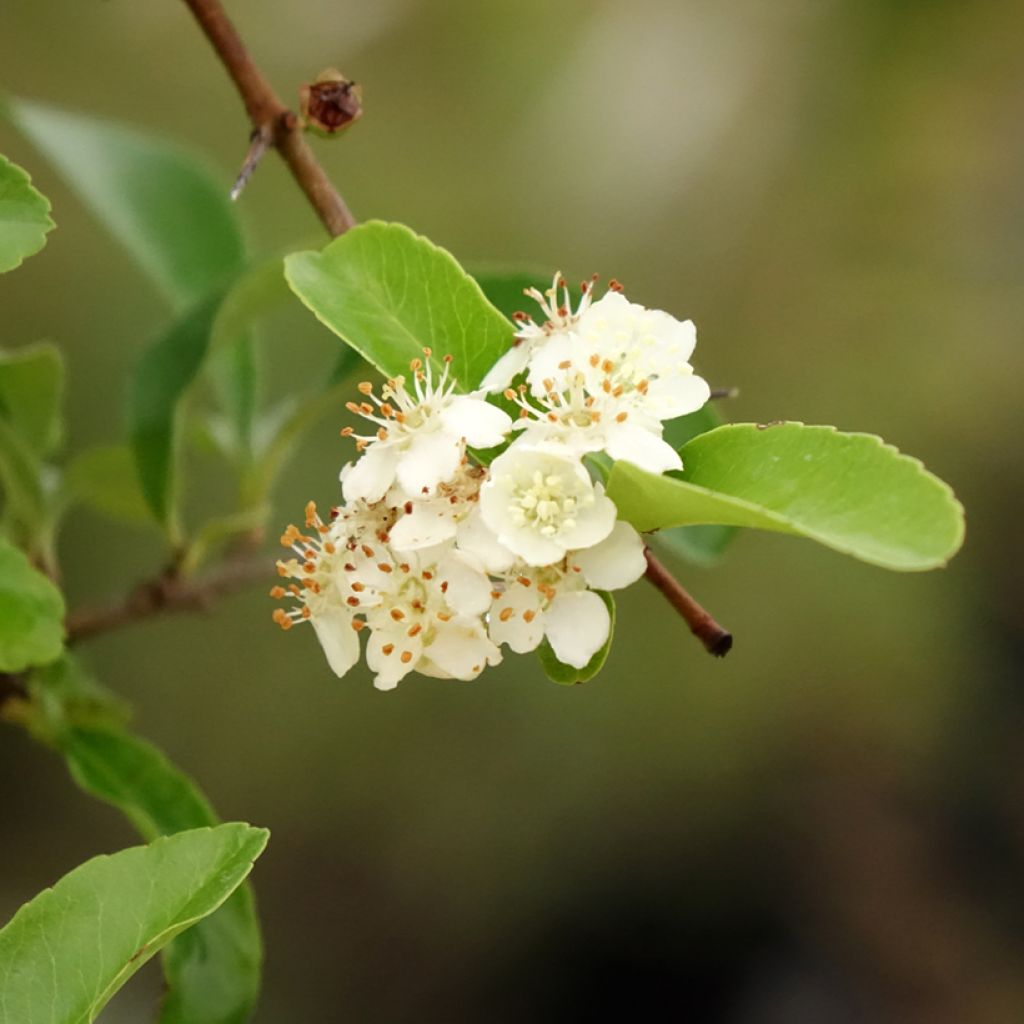 Pyracantha SAPHYR Orange - Buisson ardent