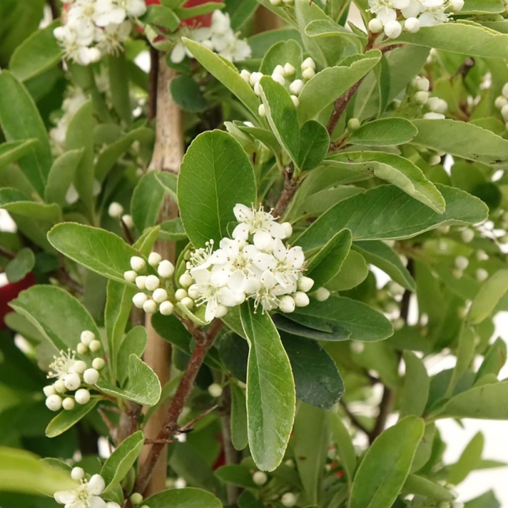Pyracantha SAPHYR Rouge - Buisson ardent