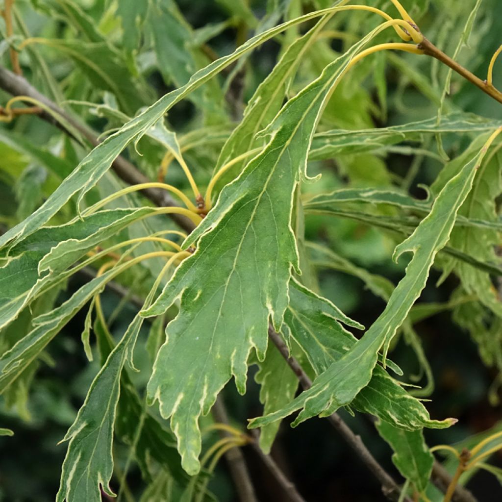 Quercus petraea Insecata - Chêne rouvre