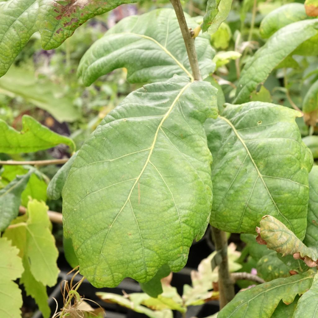 Quercus robur Cucullata - Chêne pédonculé