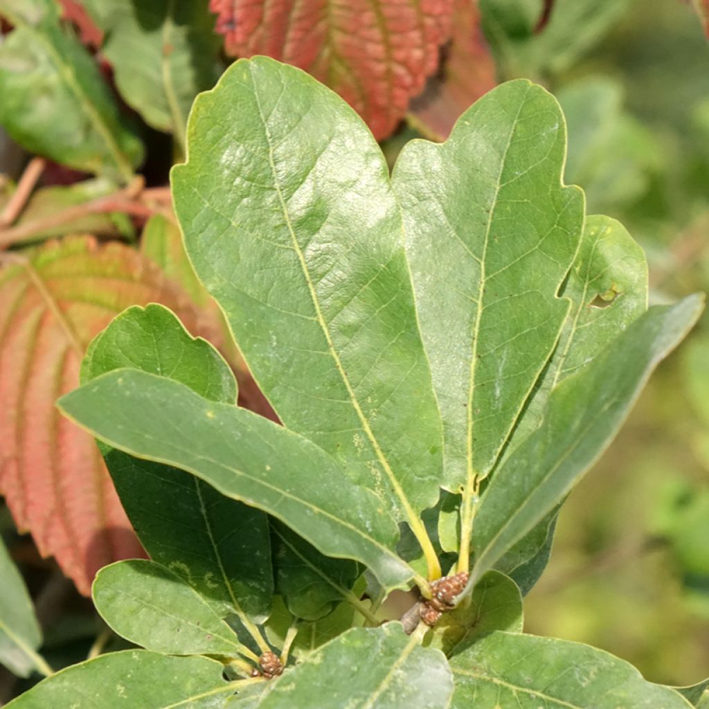 Quercus robur Strypemonde - Chêne pédonculé