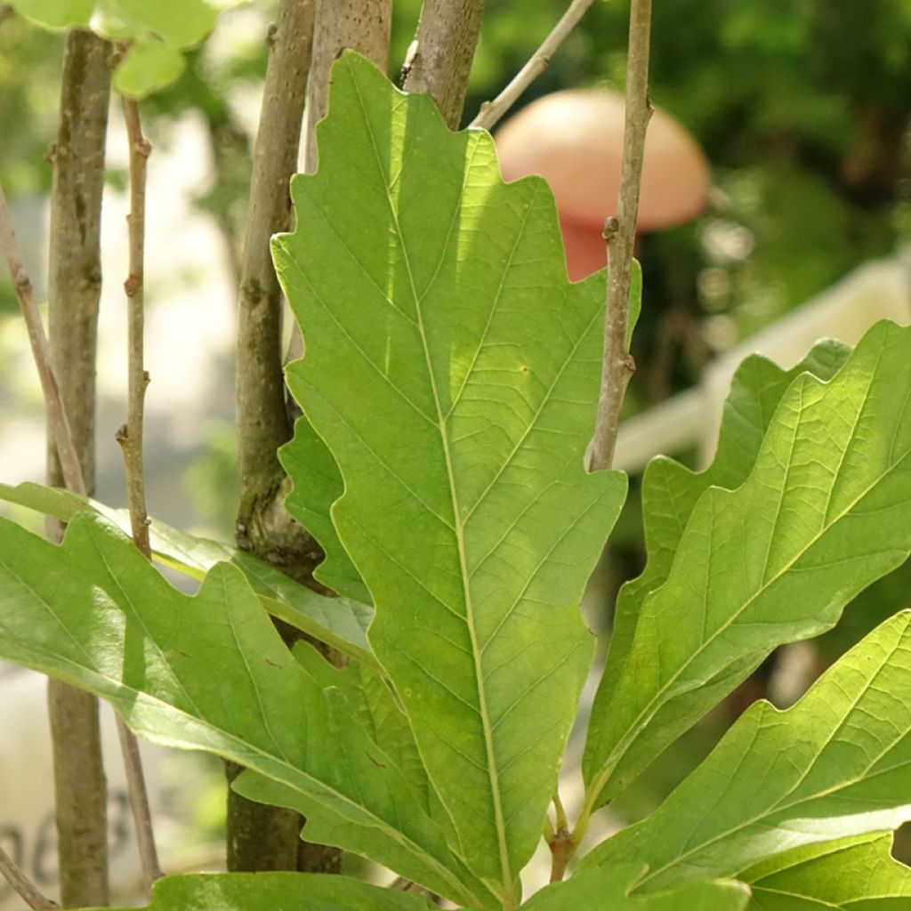Quercus (x) warei Windcandle - Chêne hybride