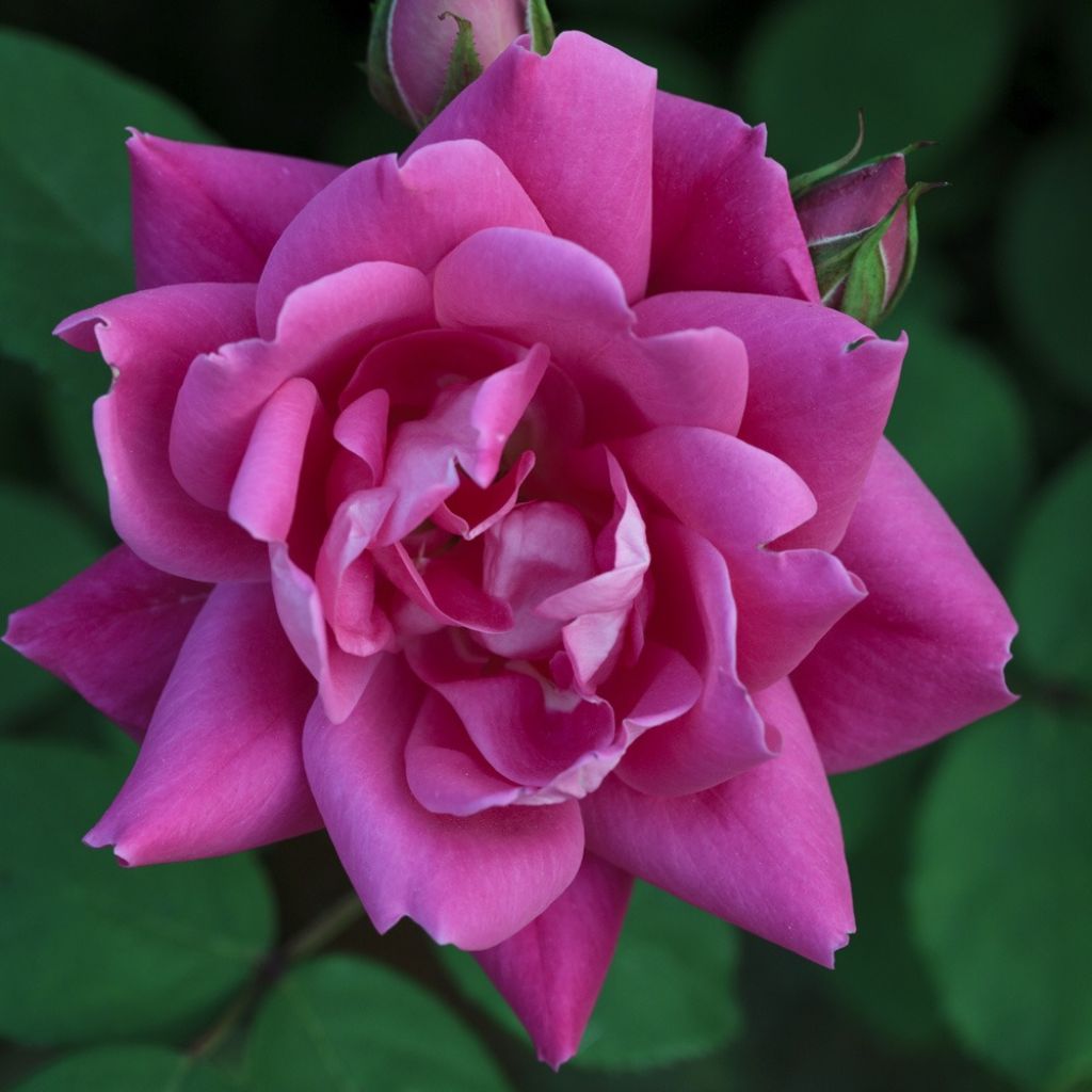 Rosier couvre-sol Pink Double Knock Out