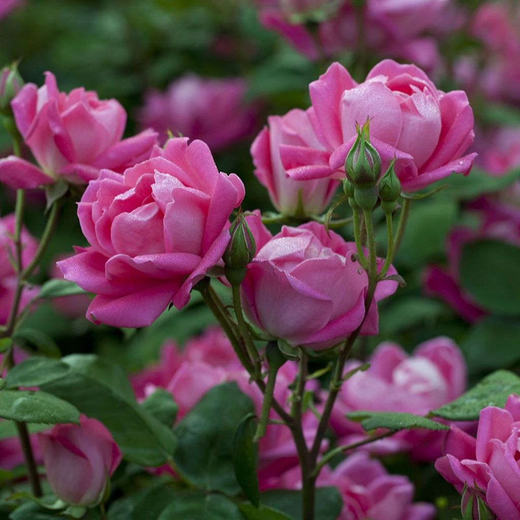 Rosier couvre-sol Pink Double Knock Out