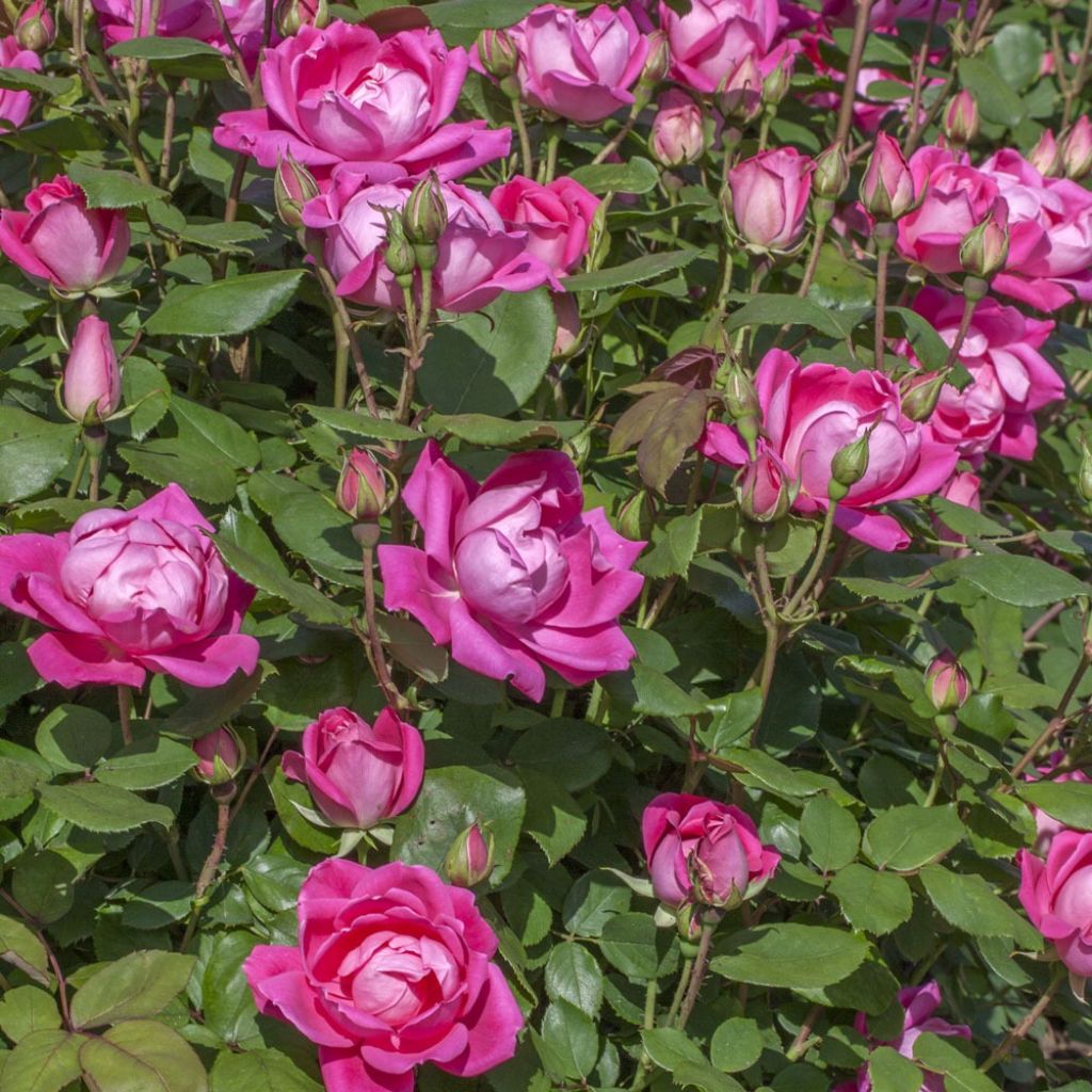 Rosier couvre-sol Pink Double Knock Out