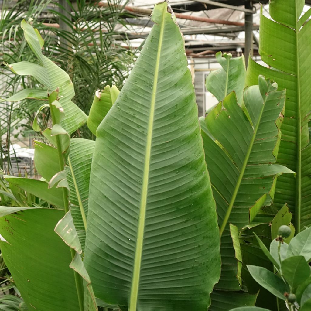 Ravenala madagascariensis - Arbre du voyageur