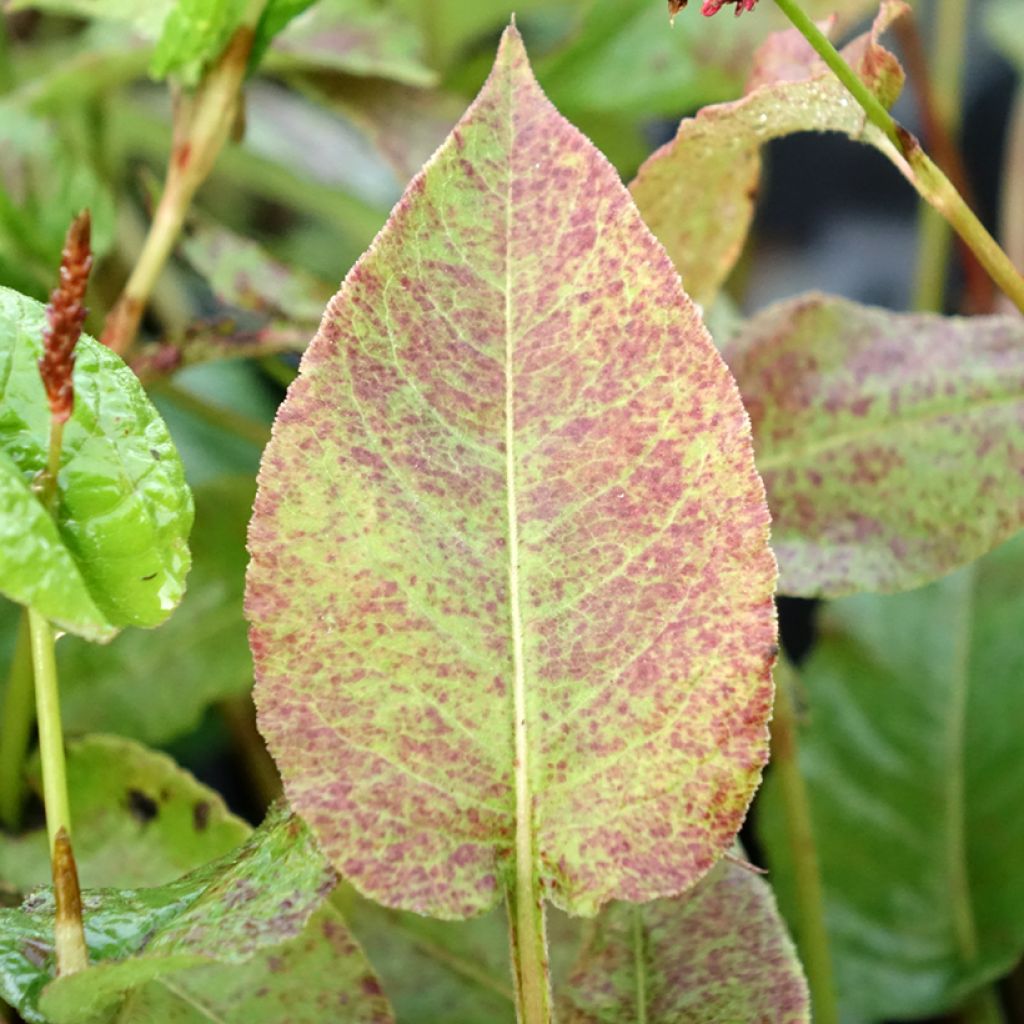 Renouée - Persicaria amplexicaulis Black Dreams