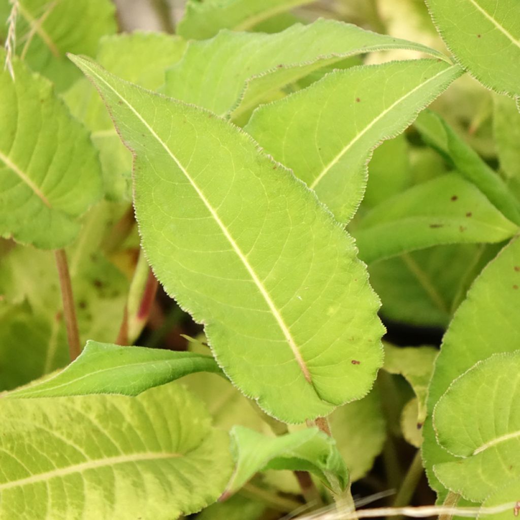 Renouée - Persicaria amplexicaulis Bloody Mary