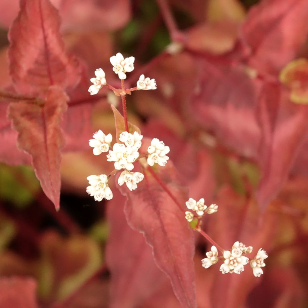 Renouée - Persicaria micro. Red Dragon