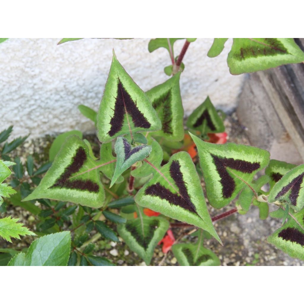 Renouée - Persicaria runcinata Purple Fantasy