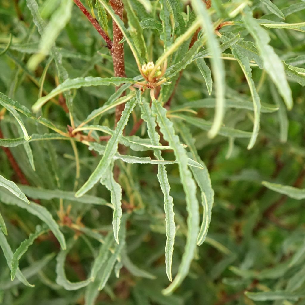 Rhamnus frangula Asplenifolia - Frangula alnus