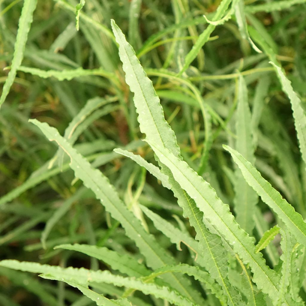 Rhamnus frangula Fine Line - Bourdaine, Frangula alnus