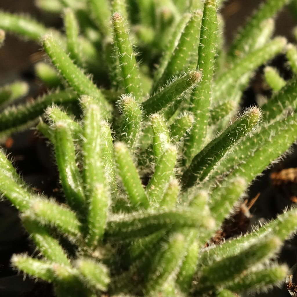 Rhipsalis horrida - Cactus-gui