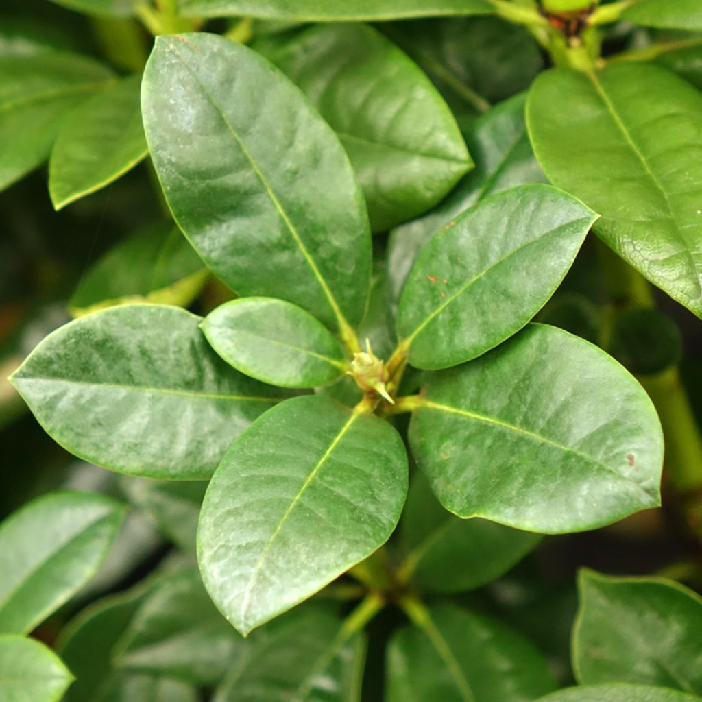 Rhododendron Mrs T.H. Lowinsky