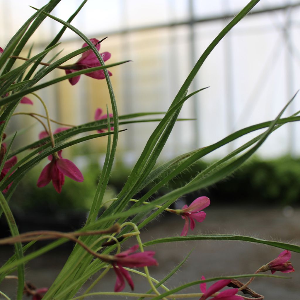 Rhodoxis hybride Beverly - Rhodohypoxis