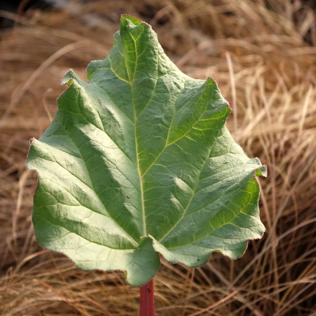 Rhubarbe des jardins Victoria - Rheum rhabarbarum