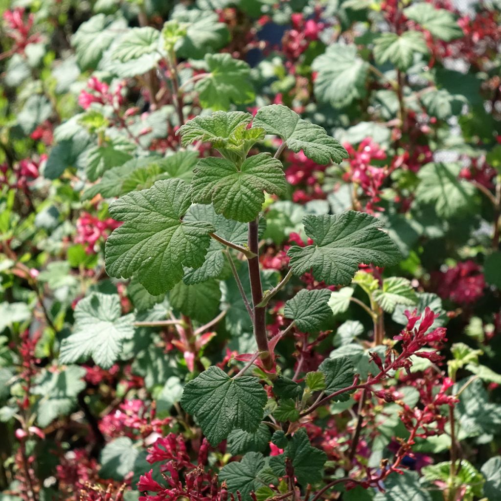 Ribes sanguineum Johannie PinkPomp - Groseillier à fleurs