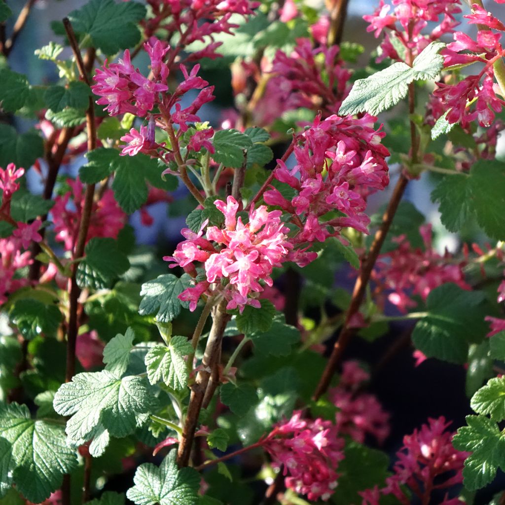 Ribes sanguineum Johannie PinkPomp - Groseillier à fleurs