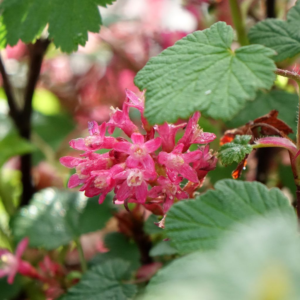 Ribes sanguineum Johannie PinkPomp - Groseillier à fleurs