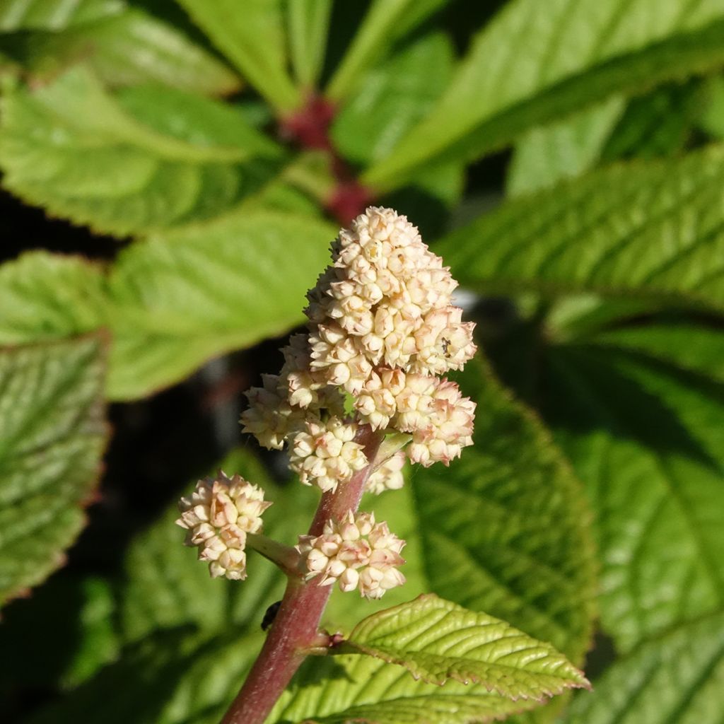Rodgersia henrici