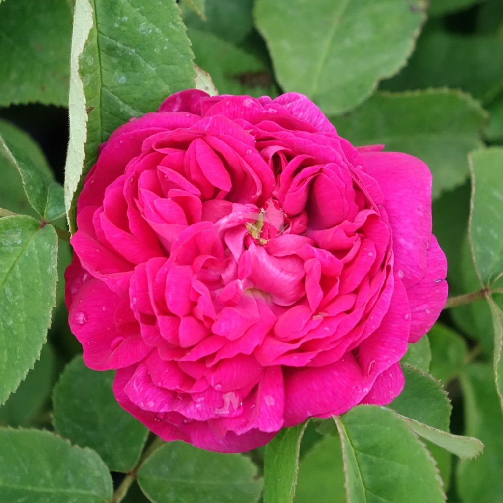 Rosier ancien Rose de Rescht