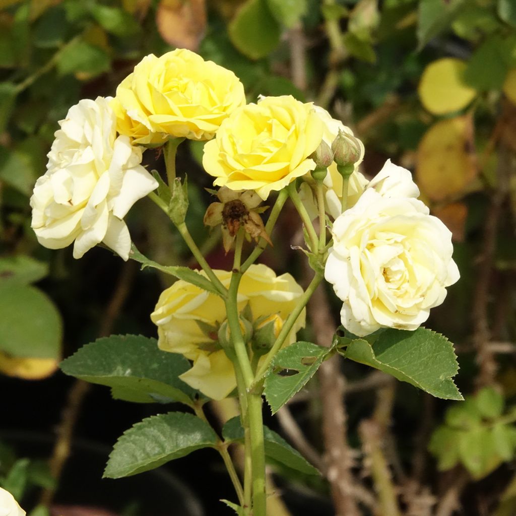 Rosa Golden Border - Rosier à fleurs groupées