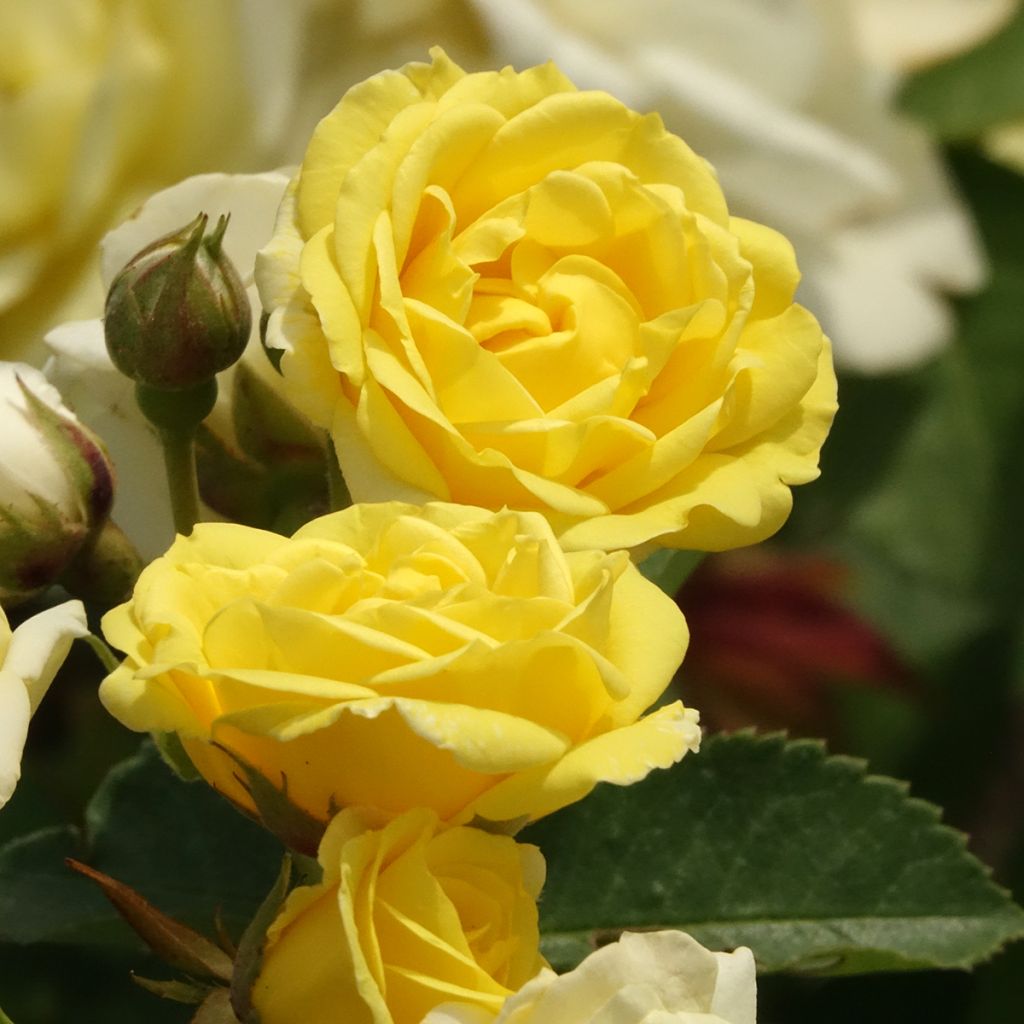Rosa Golden Border - Rosier à fleurs groupées