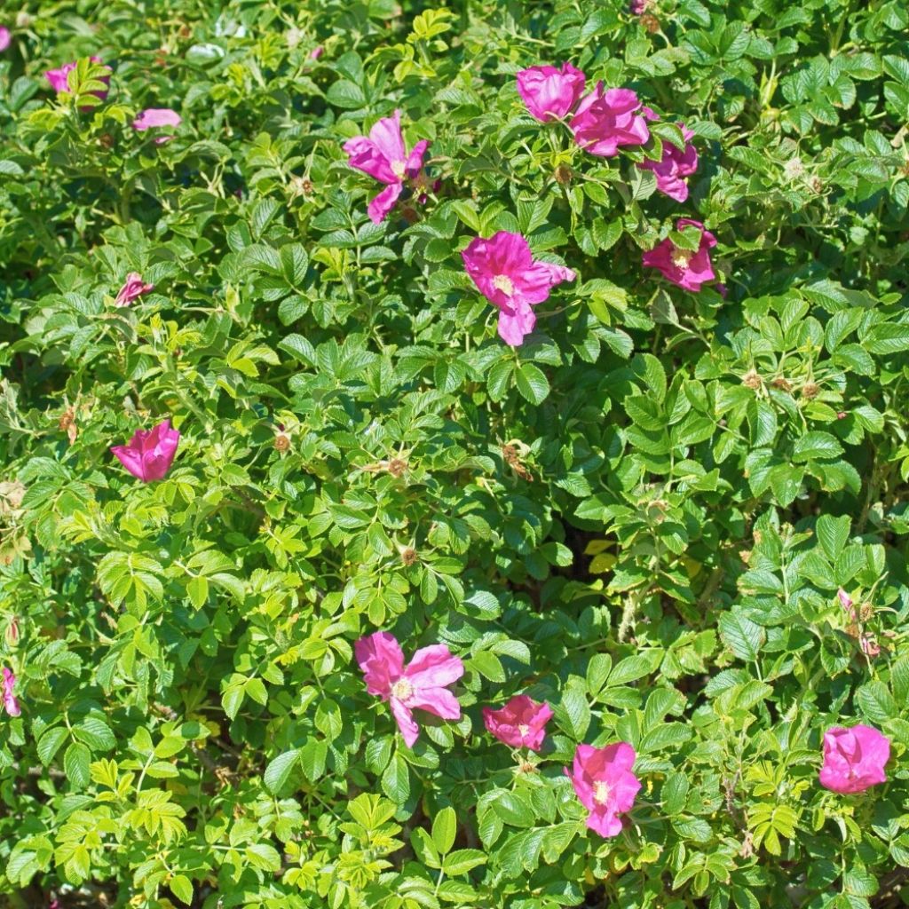 Rosier rugosa Rubra