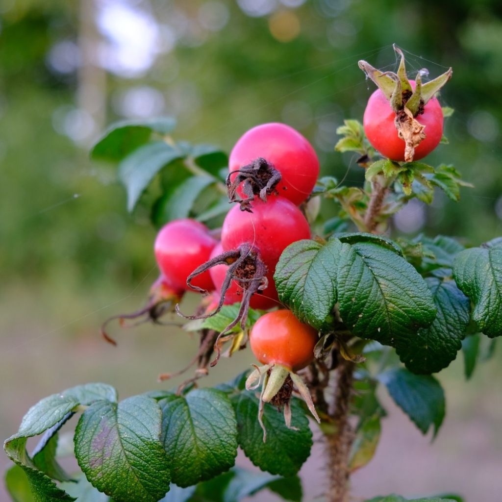 Rosier rugosa Rubra