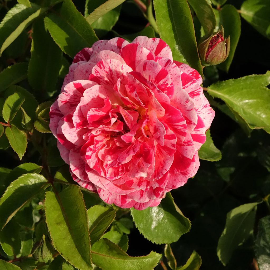 Rosier à fleurs groupées Abracadabra