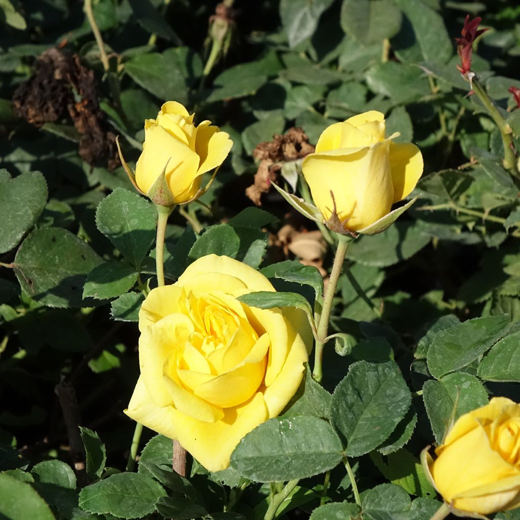 Rosier à fleurs groupées Carte d'Or