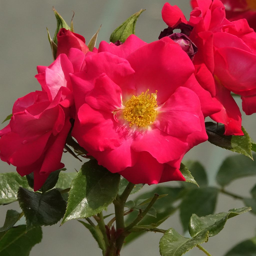 Rosier à fleurs groupées Garance