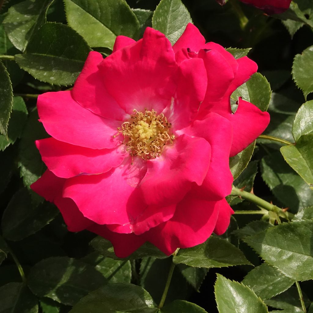 Rosier à fleurs groupées Garance
