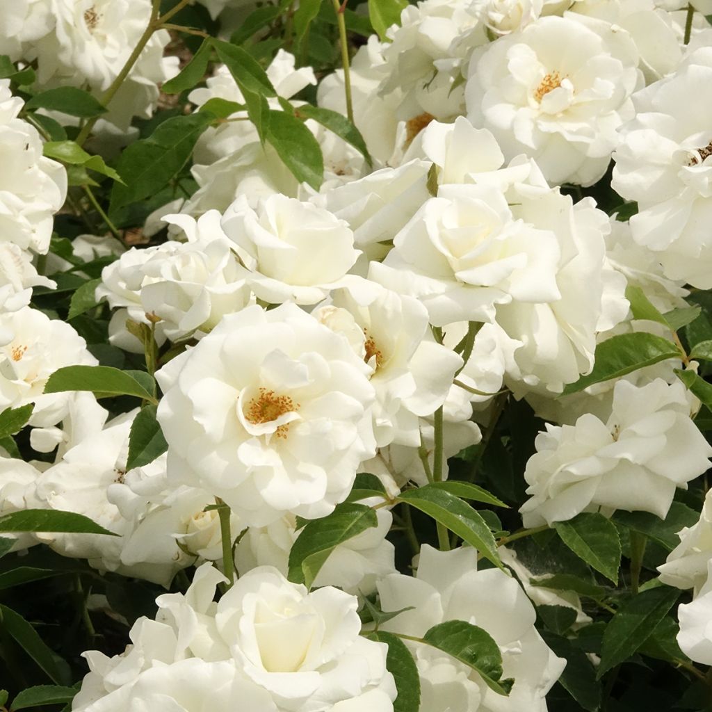 Rosier à fleurs groupées Iceberg (Fée des neiges)