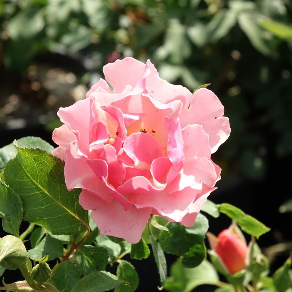 Rosier à fleurs groupées Jean Cocteau
