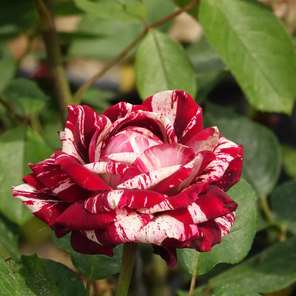 Rosier à fleurs groupées Julio Iglesias Meistemon