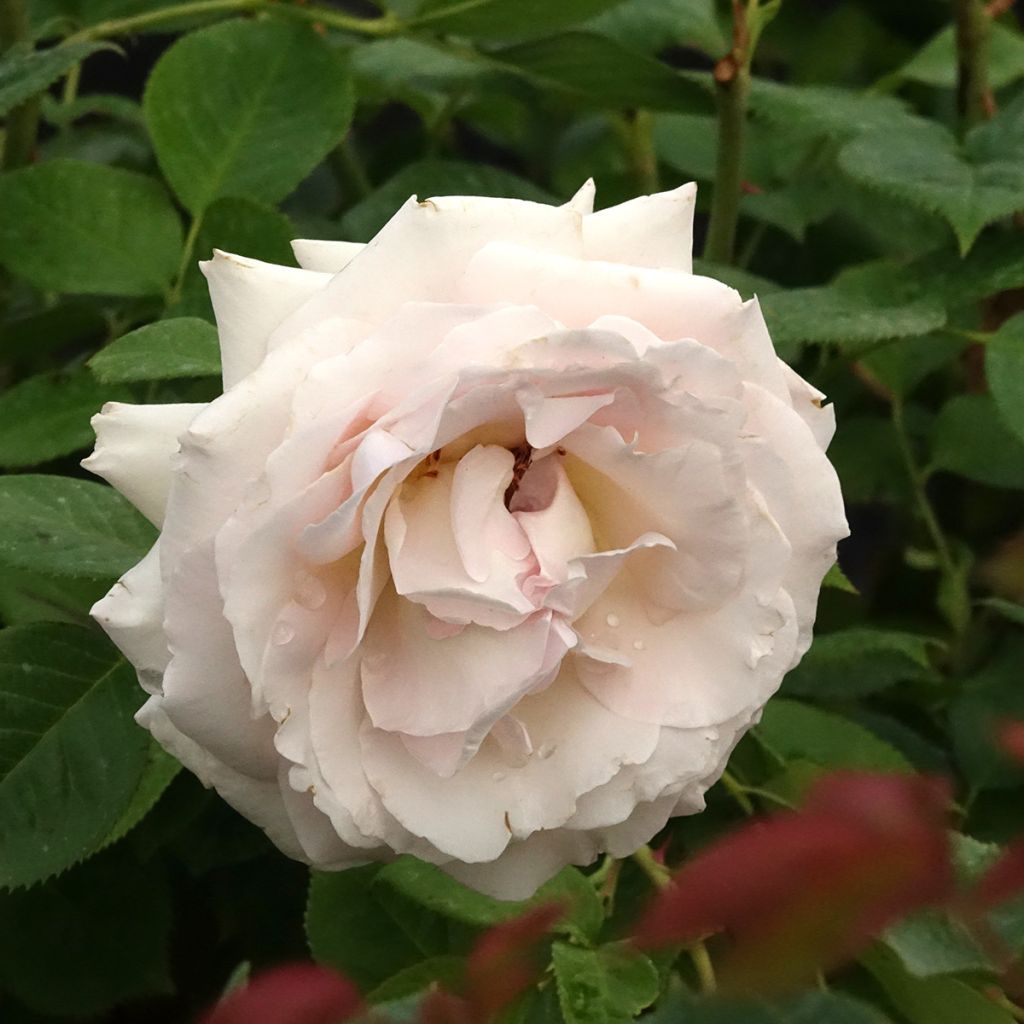 Rosier à fleurs groupées La Sauvagine Terre et Passion