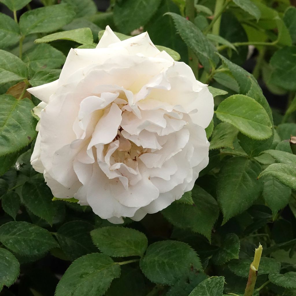 Rosier à fleurs groupées La Sauvagine Terre et Passion