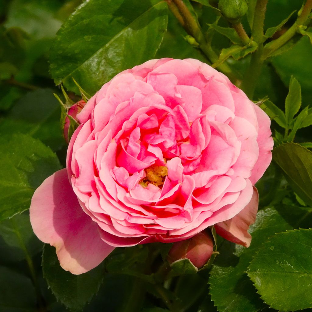 Rosier à fleurs groupées Manou Meilland