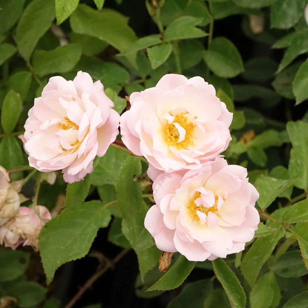 Rosier à fleurs groupées Rose de la petite Chabotte
