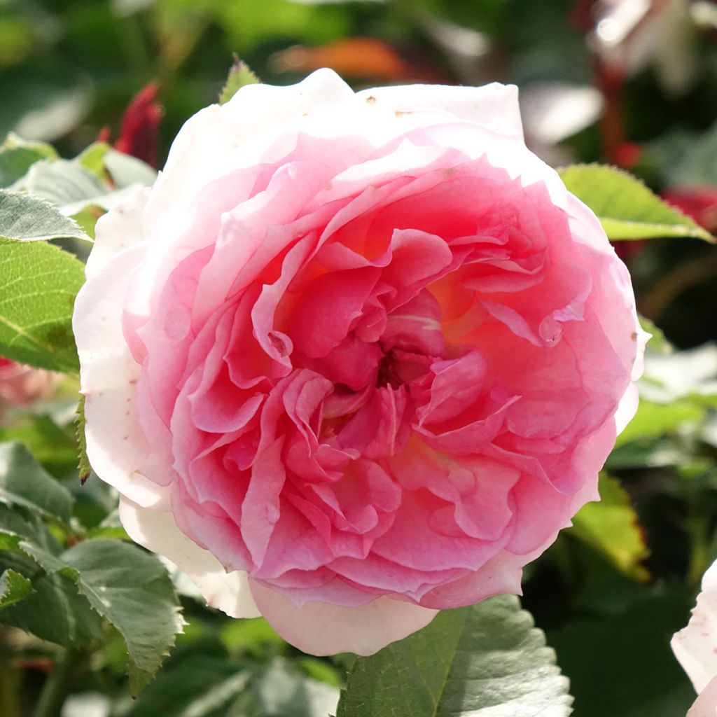 Rosier à fleurs groupées Sophia Romantica 