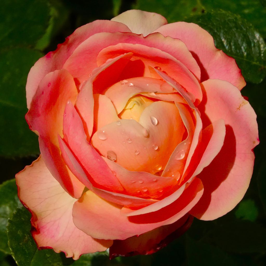 Rosier à fleurs groupées Tobago
