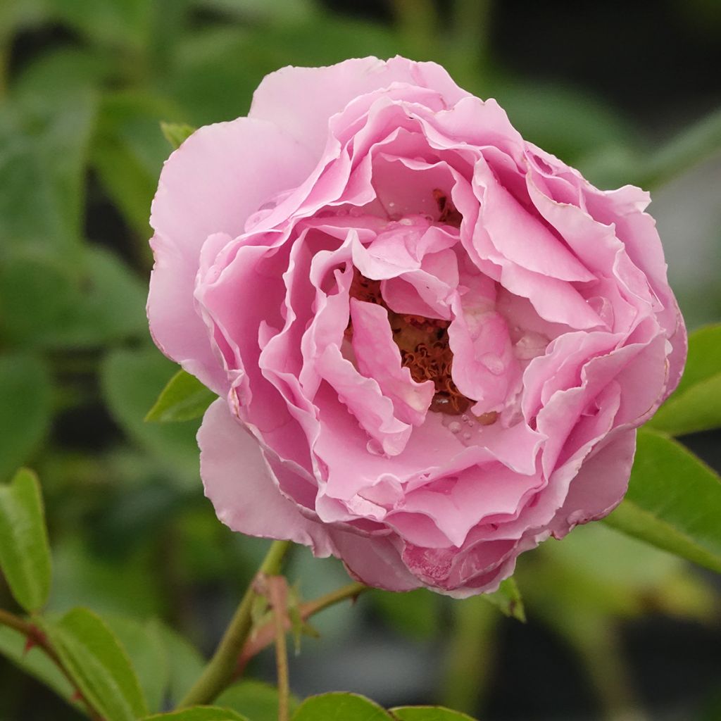 Rosier à grandes fleurs Alexandra David Neel