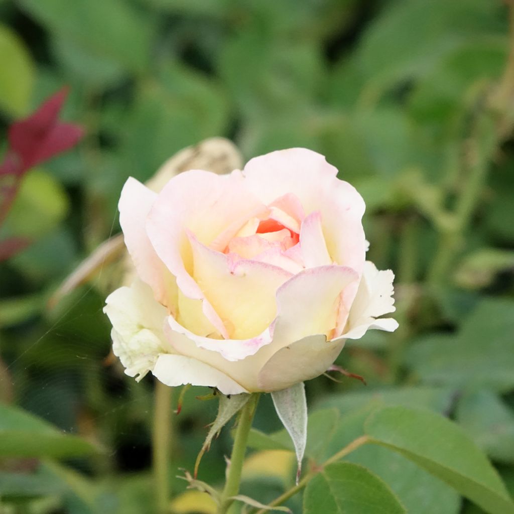 Rosier à grandes fleurs Boréale 