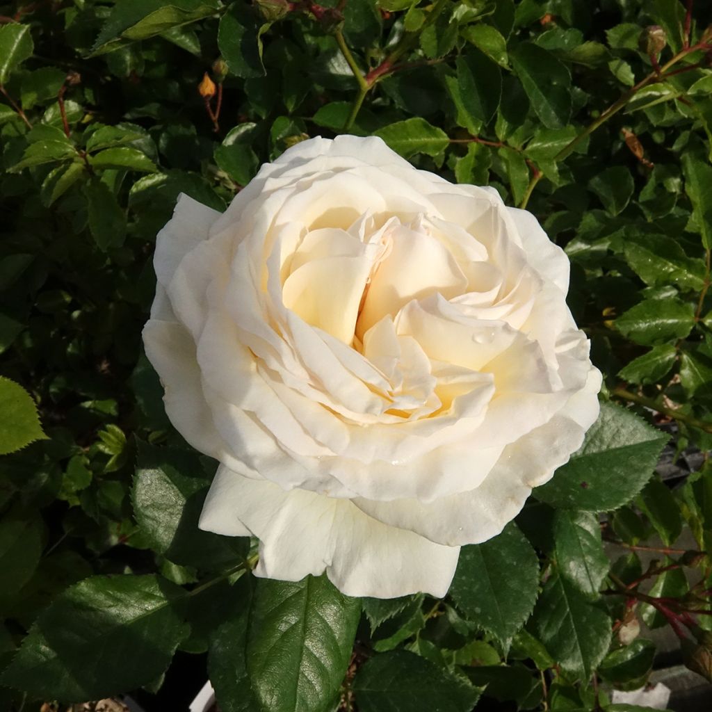 Rosier à grandes fleurs Camille Claudel