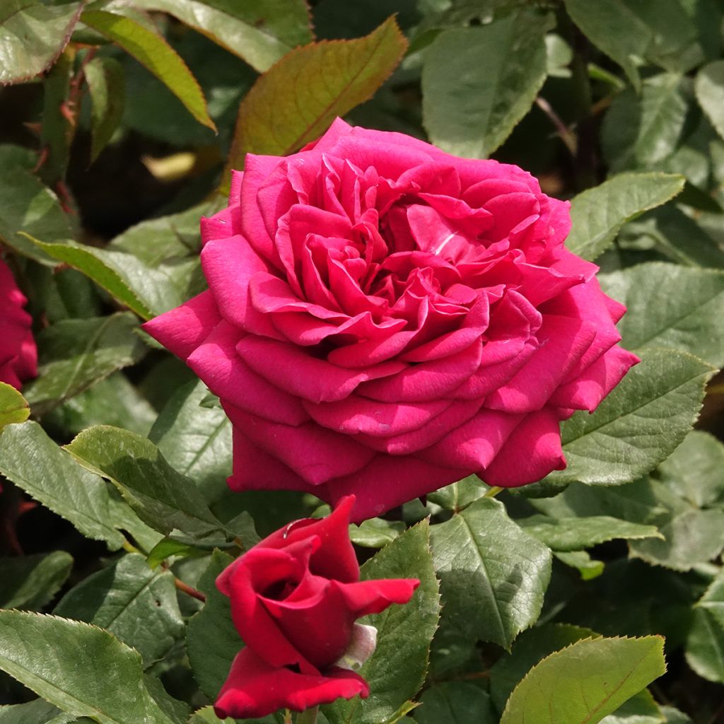 Rosier à grandes fleurs Charlotte Rampling