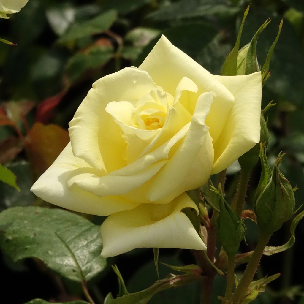 Rosier à grandes fleurs Eleganza Limona