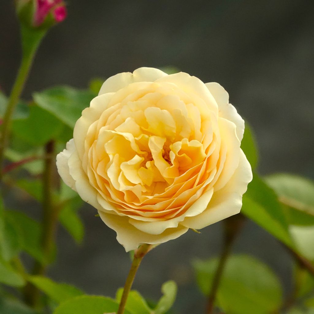 Rosier à grandes fleurs Fragant Old Yellow