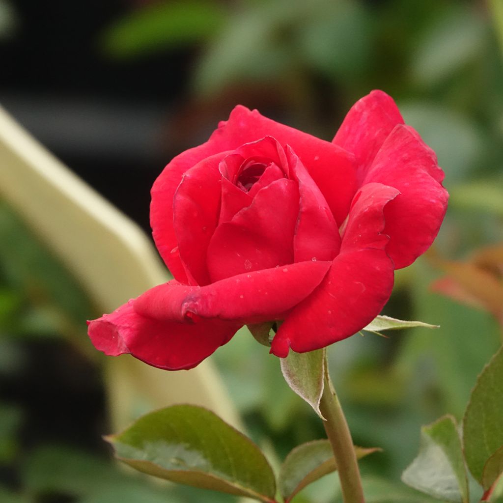 Rosier à grandes fleurs La rose Monsieur