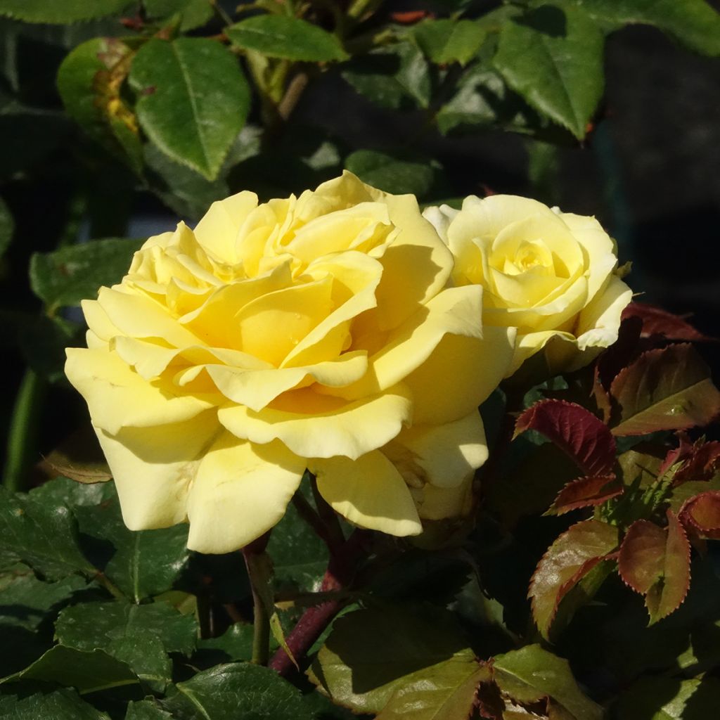 Rosier à grandes fleurs Les Années Folles La Rotonde